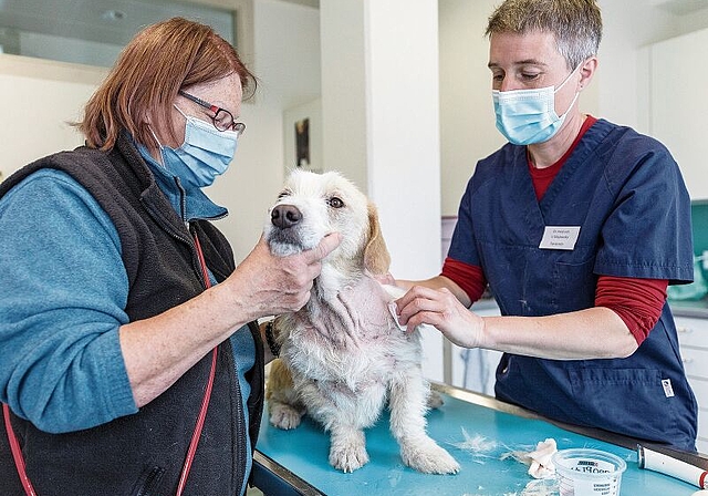 Edith Bruhin lässt ältere Hunde vor der Platzierung behandeln. (Bild: Sandra Ardizzone)
