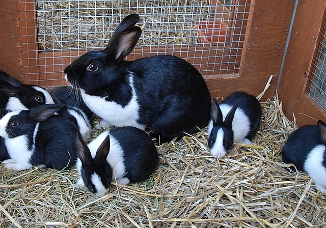 Rassekaninchen an der Jungtierschau in Würenlos. Foto: zVg
