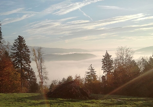 Morgenstimmung auf dem Rüsler – der Blick auf das Nebelmeer. Fotos: zVgDas Grünland des Rüslers wird mit Rindern beweidet.Flugaufnahme des Rüsler-Gebiets (unten links) von 2011.Hornissennest in einer Struktur.