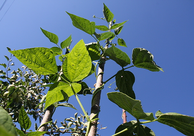 In Melanie Borters Garten wachsen unter anderem Bohnen (im Bild), Broccoli und Tomaten. Nachdem Blattläuse den Zwetschgenbaum befallen hatten, befürchtete sie, auch der Rest würde den Insekten zum Opfer fallen.Melanie Borter