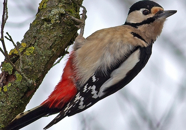 Buntspecht bis Rotmilan sind Thema des Vogelkunde-Kurses.
