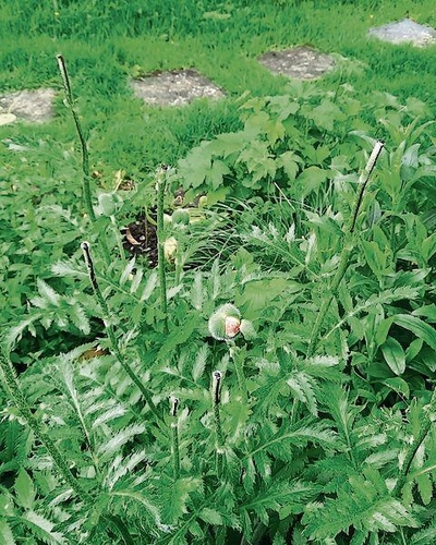 Der Klatschmohn ohne Blüten. zVg