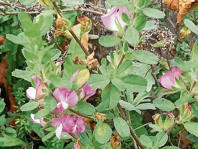 Kriechender Hauhechel: Bei manchen Pflanzennamen muss man schmunzeln. zVg