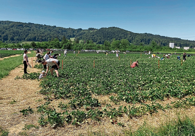 Erdbeerfeld in der Landschaftsspange Sulpberg-Rüsler. zVg