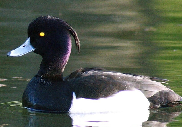 Bei der Exkursion sieht man mit Glück auch eine Reiherente. Foto: zVg