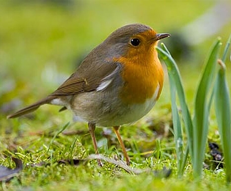 Rotkehlchen erspähen. Foto: zVg