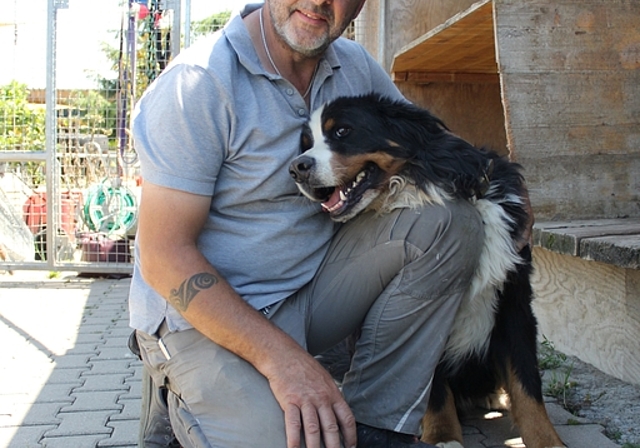 Der Berner Sennenhund  Jumbo ist einer der Pensionsgäste im Hundezentrum von Helmut Primessnig in Würenlos. Rahel Bühler