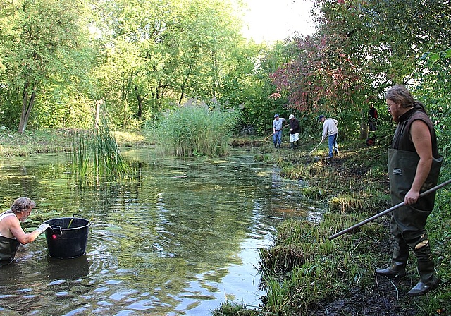 Am Samstagmorgen wurde derWeiher Studenächer einer gründlichen Pflegerodung unterzogen.