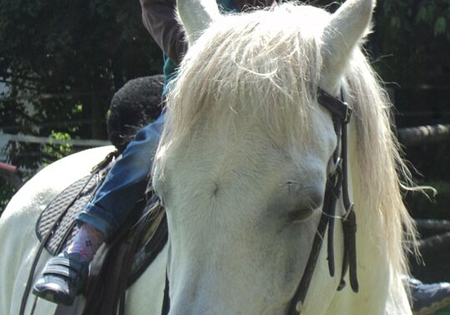 Erste Erfahrungen zu Pferd. Fotos: zVgDie Kinder lauschten Esther Füllemanns Ausführungen über Pferde.