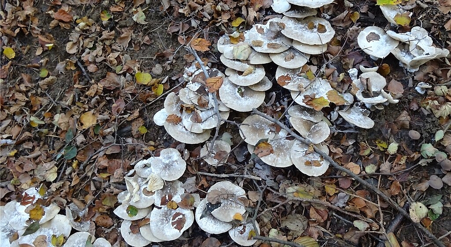 ... auf einem Spaziergang Richtung Heitersberg über die Rötelstrassse diese herbstlichen Wegbegleiter vor. Fotos: zVg
