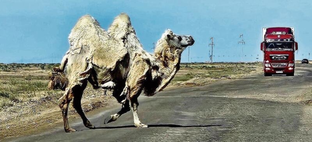 Ein wildes Kamel quert eine Strasse in Usbekistan.zVg