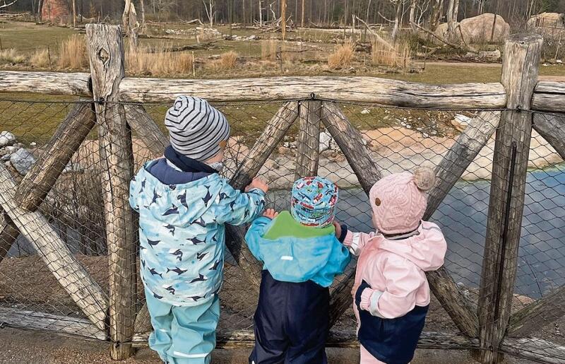 Die Enkelin und die zwei Enkel suchen im Zoo afrikanische Tiere. gk