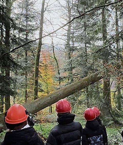 Beim Baumfällen im Wald. zVg