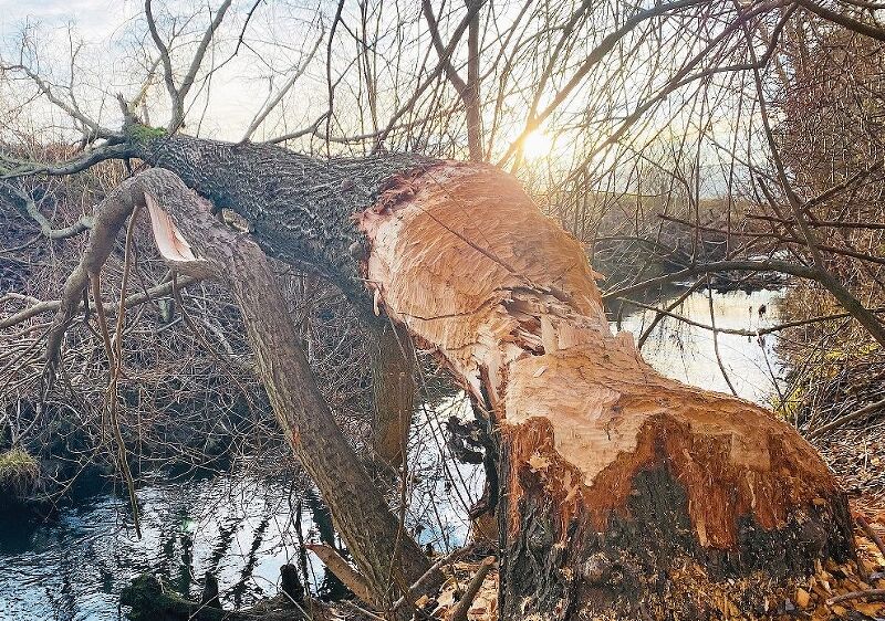 Biber im Furtbach. Ein Biber fällte im Furtbach, nahe der Holzbrücke, mehrere Bäume. Die Tiere schaffen bis zu 50 Zentimeter pro Nacht. Corinne Bürki