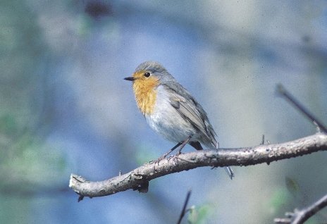 Rotkehlchen bis Rotmilan sind Themen des Vogelkunde-Kurses. Fotos: zVg