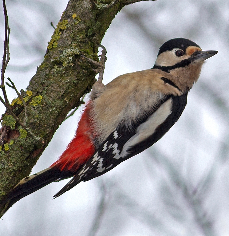 Buntspecht bis Rotmilan sind Thema des Vogelkunde-Kurses.
